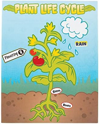 Life Cycle Sticker Scene Assortment ~ 3 each of 4 Life Cycles ~ 11" x 8 1/2" ~ New - Image 5