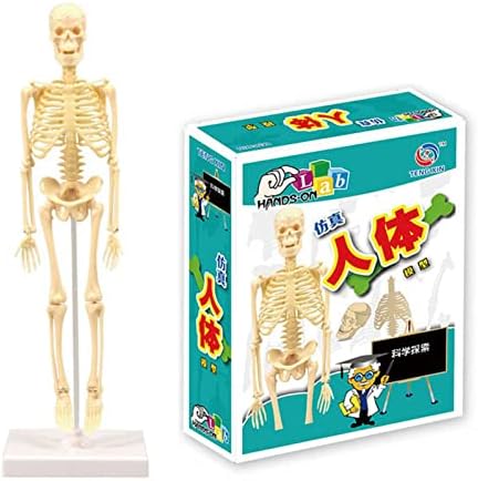 Mingzhe Anatomical Human Body Model Learning Tool Kit for STEM Education Display Exploration and Observation, Made of Plastic for Classroom Demonstration - 1 Model Kit (TXL-117) - Image 3