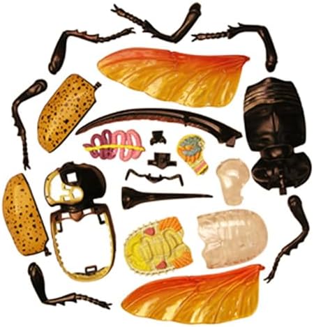 4D Beetle Anatomy Model, 22 Removerable Insect Anatomy Model Biology Teaching Models Insect Organ Model Puzzle Assembly Classroom Study for Teaching - Image 7