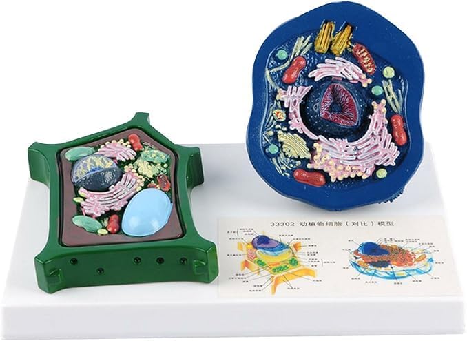 Animal and Plant Cell Anatomy Model with Removable Parts Anatomical Comparative Model of Animal and Plant Cells Biological Teaching aids - Image 5