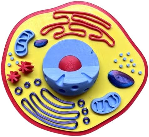 Plant Model Toy Plant Anatomy Models Cell Model 3D Printed Cell Models Biology Teaching Tool for Teaching Demonstration - Image 7