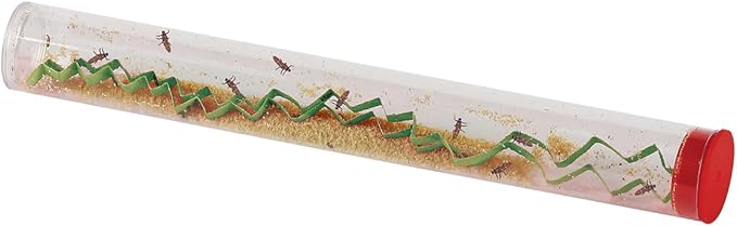 Insect Lore 10-15 Ladybug Larvae - Live Pink Spotted Ladybug Larvae - Grown in USA - Refill for Habitat - Observe, Raise & Release Ladybugs