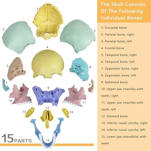 HADWYN Anatomy Skull Model, 17 Part Puzzle of Human Anatomy Skull for Teaching Equipment - Image 5