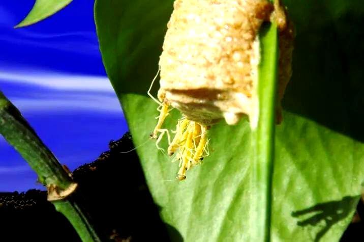 Praying Mantis Ootheca Egg Case Habitat Kit with(Ten Egg Cases) – Equipped with 10 pins to Nail the Mantis Ootheca to the Trunk, Release the Mantis into Nature,stem Toys,Perfect for STEM Education - Image 7