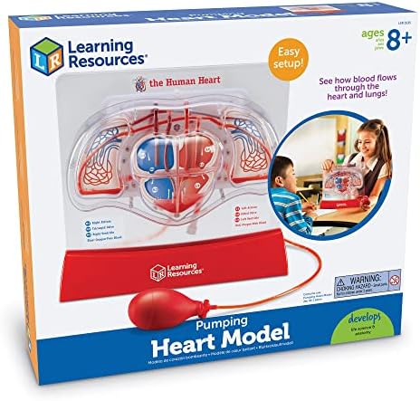 Learning Resources Pumping Heart Model - Image 6
