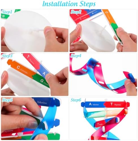 Toddmomy Educational DNA Double Helix Model Kit for Kids DIY Structure Science Toy Interactive Biology Learning Aid Classroom Decor 14. 5" - Image 7