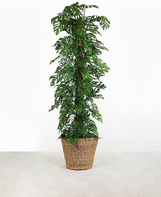 GARDENERA Monstera Adansonii Specialized Soil Mix - Improve Aeration, Drainage & Nutrient Retention - 1 Quart