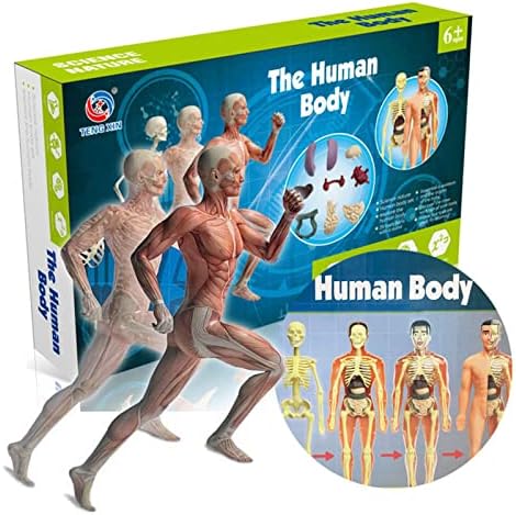 Mingzhe Anatomical Human Body Model Learning Tool Kit for STEM Education Display Exploration and Observation, Made of Plastic for Classroom Demonstration - 1 Model Kit (TXMR-026) - Image 3