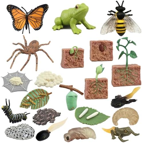 Mbrain 4pcs Butterfly Growth Cycle with Flash Cards,Life Cycle Learning & Education Toys,Montessori Toys,Gift for Girl & Boy for 3 4 5 6 7 Year Old (Butterfly) - Image 7