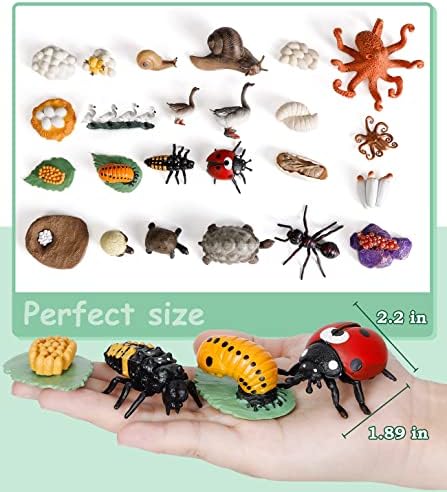 Life Cycle Toys for Kids - Life Science Education Kits: Ladybug, Ants, Goose, Land Turtle, Snail, Octopus - 24 Pieces Animal Models STEM Learning Toys for 3-10 Year Old - Image 6