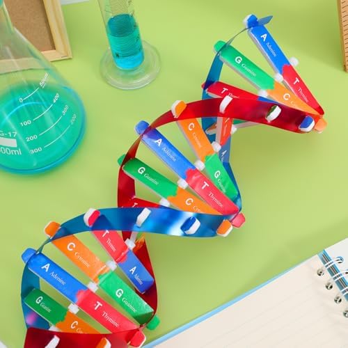 SEWACC DNA Model Kit for Students Double Helix Biology Model Self-Assembling Structure Learning Toy Science Kit for Classroom Use Interactive Educational Display Stand 14.56 X 4.56 X 4.56 in - Image 7