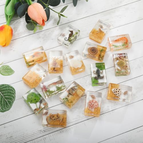 16 Pcs Ocean Animal Scenery Insect in Resin Specimen Bugs Collection Paperweights,16 Styles Scenery Real Bug Specimen Bug Kit Preserved in Resin for Scientific Display Supplies - Image 6
