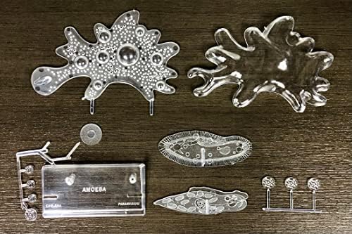 The Amazing Amoeba STEM Plastic Model KIT Made in The USA - Image 2