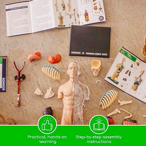 Thames & Kosmos 260830 Human Body Anatomy Model Toy, Multi - Image 7