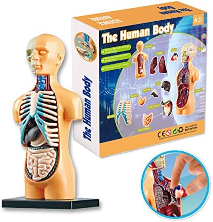 Mingzhe Anatomical Human Body Model Learning Tool Kit for STEM Education Display Exploration and Observation, Made of Plastic for Classroom Demonstration - 1 Model Kit (TXMR-025) - Image 3