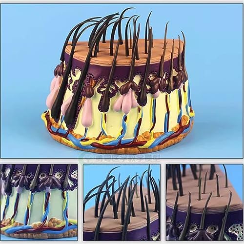 FROON Hair Skin Cross-Section Zoom Model Hair Growth Cycle Model Hair Follicle Anatomy Model for Analyze Hair Condition - Image 6