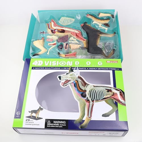 4D Dog Anatomy Model,Dog Canine Skeleton, Animal Skeleton Specimen, Detachable Biology, 29 Parts for Animal Teaching Demonstration - Image 7