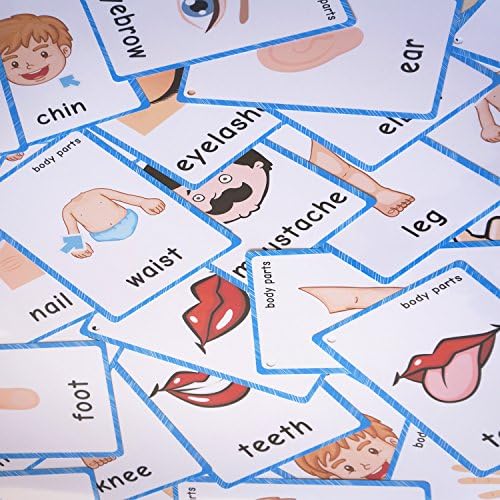 SANTSUN Body Parts Flashcards - Educational Learning Word Card for Class - Image 7