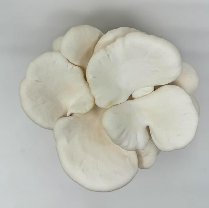 Forest Origins Mushroom Grow Kit – 3-Pack Trio (Pink, Brown, White Oyster) | Indoor Growing Kit | Non-GMO, Easy to Grow in 10 Days | Handmade in California | Gift for Gardeners & Foodies