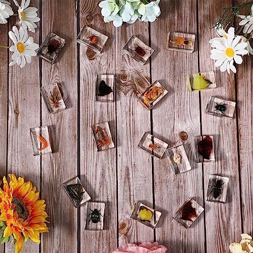 16 Pcs Ocean Animal Insect in Resin Specimen Bugs Collection Paperweights,16 Styles Real Bug Specimen Bug Kit Preserved in Resin for Scientific Educational Display Supplies (Ocean) - Image 5
