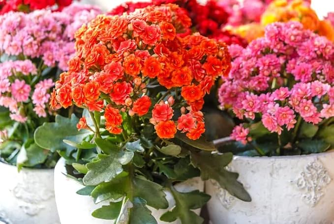 Gardenera Kalanchoe Plant Premium Potting Mix - Optimize Growth with Natural Ingredients - 1 Quart