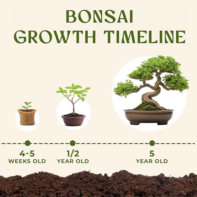 Avergo Bonsai Tree Kit – 4X Unique Japanese Bonzai Trees | Complete Indoor Starter Kit for Growing Bonsai Plants with Tools & Planters – Gardening Gifts for Women & Men