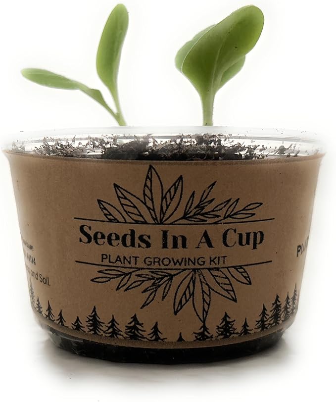 Seeds In A Cup® Pumpkin Grow Kit – Indoor Gardening Starter Set to Grow Mini Pumpkins, Fun Educational Gift for Kids & Adults, Quick Sprouting Greenhouse Planter