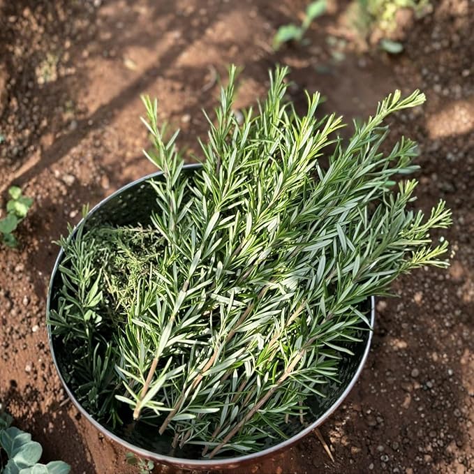 6 Blue Rosemary Plants Live, Well Rooted Starter Rosemary 4–7'' Tall, Fragrant Herb for Outdoor Growing