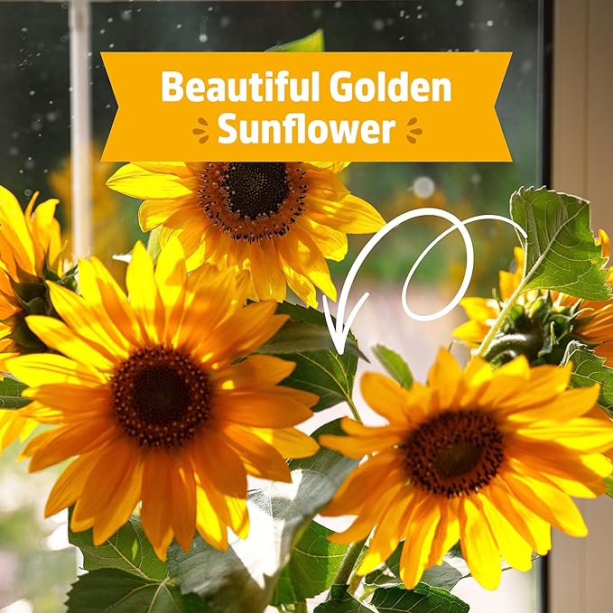 Back to The Roots Organic Sunflower Grow Kit