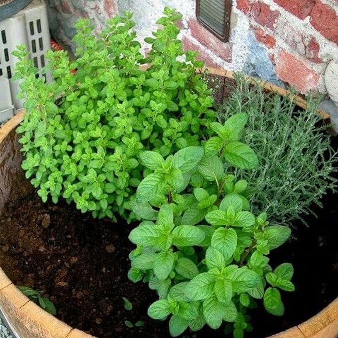 4 Assorted Herbs Plants, Mixed Herb Plants, Basil, Rosemary, Mint, Lemon Balm, and Other Varieties, 3-6" Live Herbs Collection for Indoors Outdoors Garden, Kitchen, Well Rooted, No Pot