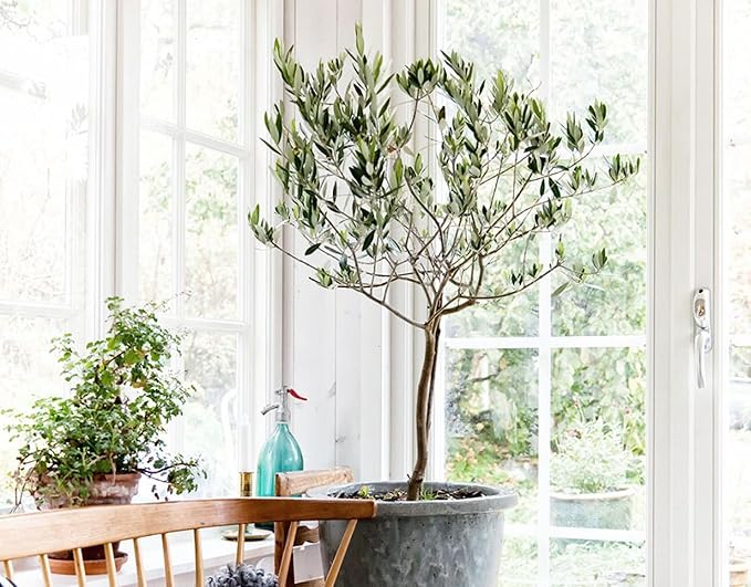 Gardenera Premium Olive Tree Potting Mix - Perfect Balance of Air, Moisture, and Nutrients - 1 Quart