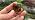 12pcs Real Insect Specimen,Taxidermy Butterfly & Insect Specimen in Resin - Image 7