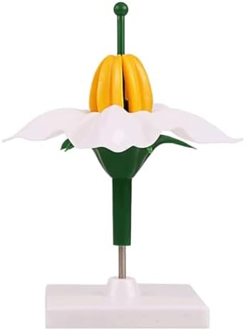 Teaching Anatomy Model Plant Flower Model Potato Flower Model Lifelike Biology Organs Model with Display Base for Learning by Unknown