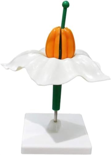 Simulation Plant Potato Flower Model Biology Teaching Anatomical for Junior High School Biology Science Biology Teaching Equipment Plant Model Potato Flower Model by Unknown
