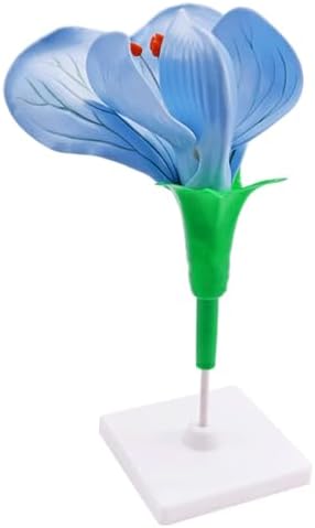 Plant Anatomical Model Pea Flower Model Plant Anatomy Biology Teaching Model for Biology Science and Educational by Unknown