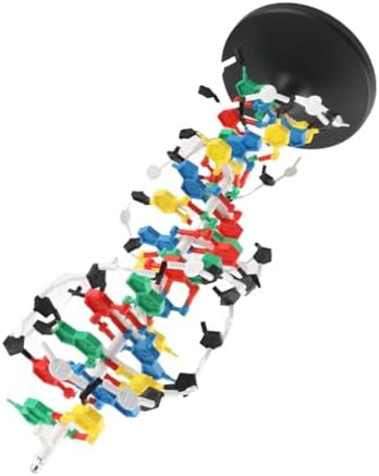 DNA Structure Model Plastic Double with 5 to 3 Chains Major and for Biology Teaching - Image 4