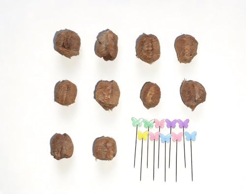 Praying Mantis Ootheca Egg Case Habitat Kit with(Ten Egg Cases) – Equipped with 10 pins to Nail the Mantis Ootheca to the Trunk, Release the Mantis into Nature,stem Toys,Perfect for STEM Education by Unknown