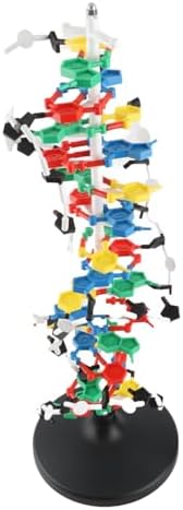 banapoy 3D DNA Model, Educational DNA Structure Double Molecular DeoxyriboNucleic Model, Biological Science Popularization Teaching for School Lab by Facilitateyourlife