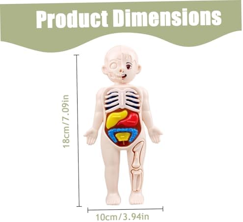 Anatomy Model, Human Body Model for Kids 7x4 Anatomy Organs Detachable Human Body ABS No Burrs Science Toys Educational for Kids - Image 2