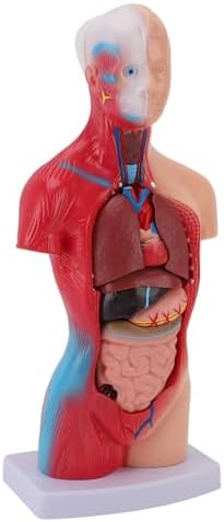 Focket Human Anatomy Model, Interactive 15 Piece Human Body for Kids with Lifelike Organs Anatomy Study Tool for Teaching Learning Students Healthcare Professionals - Image 3
