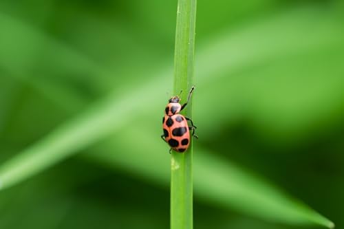 Insect Lore 10-15 Live Pink Spotted Ladybug Larvae, Habitat Refill Kit - Image 4
