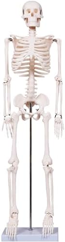 breesky Scientifc Human Skeleton Model for Anatomy, 33.4’’ Skeleton Model with Metal Stand, Removable Arms&Legs for Student to Study Human Skeleton Anatomy System, Halloween Decor, Manual Included by breesky