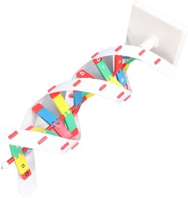 Jeanoko Colorful Double Spiral DNA Model Kit for Biology Classroom Teaching, 1 X DNA Model, Ideal for Kids Learning Interest and Molecular Exploration - Image 2