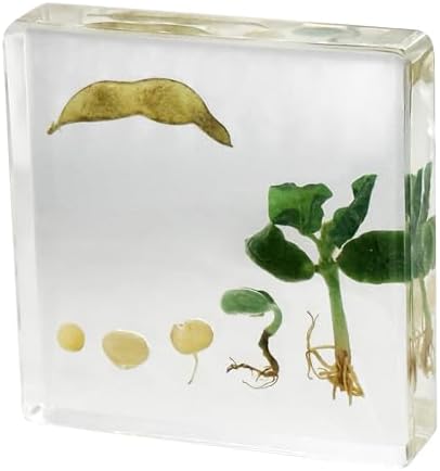 Bean Germination Resin Specimen,5 Stages of Bean Seed Growth Preserved in Clear Resin, Biology Teaching Aid,Homeschool Science,Unique Home Office Desk,Gift (3.74×3.74×0.79 in) by preservingnatureswonders%E2%80%93premiuminsectspecimensforenthusiasts