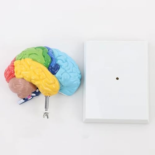 Life Size Human Half Brain Anatomy Model Colored Medical Teaching Tool for Kids Educational Science Kits with Detailed Brain Structure (Style 1) - Image 6
