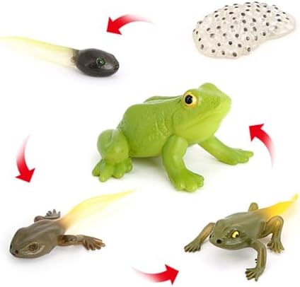Hvogvok Frog Growth Cycle, Animal Growth Cycle Biological Model, Growth Stage Lifelike Frog Life Cycle Model Set for Kids Education Insect Themed Party Favors by Hvogvok