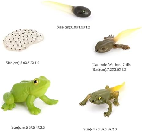 Hvogvok Frog Growth Cycle, Animal Growth Cycle Biological Model, Growth Stage Lifelike Frog Life Cycle Model Set for Kids Education Insect Themed Party Favors - Image 2