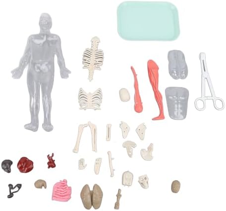 Human Body Model Interactive Learning Glow in the Dark Anatomy Figure Science Kit for Kids Students ABS 12.6 X 5.9 X 2.4in - Image 6