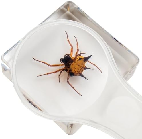 Insect Specimen Set, Bugs Collection Scientific Education Gift for Kids Aged 3-8-12 (Millipede, Centipede, Dragonfly Larvae, Tea Seed Bug, Red Longhorn Beetle, Spiny Spider) - Image 3