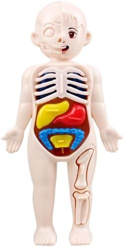 Anatomy Model, Human Body Model for Kids 7x4 Anatomy Organs Detachable Human Body ABS No Burrs Science Toys Educational for Kids by Unknown